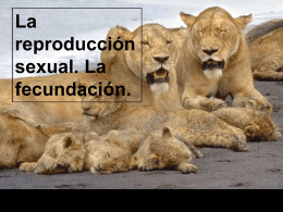 La reproducción sexual. La fecundación. La reproducción sexual en los animales. ¿Qué es la reproducción sexual? Es aquella en la que intervienen dos individuos diferentes: • Sexo masculino.