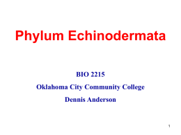 Phylum Echinodermata BIO 2215 Oklahoma City Community College  Dennis Anderson Phylum Echinodermata • • • •  Radial symmetry No head or brain Spiny skin Water vascular system • No excretory organs • Deuterostome • Bilateral.
