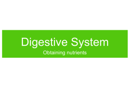 Digestive System Obtaining nutrients Nutrition Energy • Body cells need energy to run cell processes. • Animals obtain chemical energy from food.