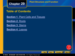 Chapter 29  Plant Structure and Function  Table of Contents Section 1 Plant Cells and Tissues Section 2 Roots Section 3 Stems  Section 4 Leaves.