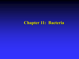 Chapter 11: Bacteria Bacterial Groups   Most widely accepted taxonomic classification for bacteria is Bergey’s Manual of Systematic Bacteriology.    5000 bacterial species identified, 3100