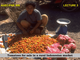 AGEC/FNR 406  LECTURE 3  Tomatoes for sale in a rural Indonesian market.