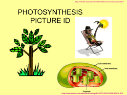 http://vilenski.org/science/safari/cellstructure/chloroplasts.html  PHOTOSYNTHESIS PICTURE ID  http://www.science.siu.edu/plant-biology/PLB117/JPEGs%20CD/0076.JPG Absorption of Light by Chlorophyll a and Chlorophyll b  © Pearson Education, Inc.