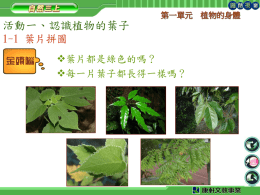 第一單元  活動一、認識植物的葉子 1-1 葉片拼圖 葉片都是綠色的嗎？ 每一片葉子都長得一樣嗎？  植物的身體 第一單元  活動一、認識植物的葉子 1-1 葉片拼圖 校園裡哪個區域落葉最多？ 到校園中蒐集落葉吧？  植物的身體 第一單元  植物的身體  活動一、認識植物的葉子 1-1 葉片拼圖 樹上的葉子和地上的落葉有什麼不一樣？ 顏色……. 聞起來……  形狀……  含水量… 聲音….…  摸起來的感覺  完整性…… 第一單元  活動一、認識植物的葉子 1-1 葉片拼圖 葉片拼圖遊戲  一片完整葉片 將葉片剪成三四片  裝入信封 和同學交換玩拼圖  植物的身體 第一單元  植物的身體  活動一、認識植物的葉子 1-1 葉片拼圖 你是根據什麼線索拼岀一片葉子的呢？ 葉片上的紋路  葉片邊緣  葉片顏色變化 葉片的質感  葉面與葉背特徵  根據葉子的特徵，到校園找一找， 看它究竟是什麼植物的葉子？