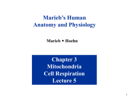Marieb’s Human Anatomy and Physiology Marieb w Hoehn  Chapter 3 Mitochondria Cell Respiration Lecture 5 Lecture Overview • Mitochondria • The Strategy of Cell Metabolism • Intro to Cellular.
