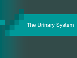 The Urinary System Functions of the Kidneys         Filter nearly 1200 ml of blood per minute Return needed substances back to body Regulate the.