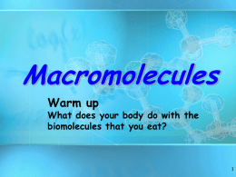 Macromolecules Warm up  What does your body do with the biomolecules that you eat?