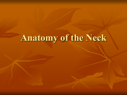 Anatomy of the Neck Anterior triangle       Midline of the neck Sternocleidomastoid muscle Lower border of the mandible.