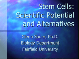 Stem Cells: Scientific Potential and Alternatives Glenn Sauer, Ph.D. Biology Department Fairfield University Scientific Principles What are stem cells?  How are they used?  What is the potential for.