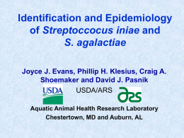 Identification and Epidemiology of Streptoccocus iniae and S. agalactiae Joyce J. Evans, Phillip H.