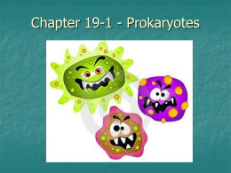 Chapter 19-1 - Prokaryotes New Technology Leads to New Discovery     The invention of the microscope allowed humans to see things never before seen The work of Hooke and.