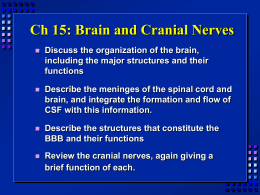 Ch 15: Brain and Cranial Nerves   Discuss the organization of the brain, including the major structures and their functions    Describe the meninges of the.
