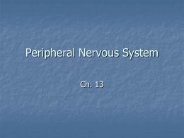 Peripheral Nervous System Ch. 13   Sensory receptors: Classified according to location and type of stimulation    Location:    Exteroceptors - stimulation arising outside of the body (touch, pain,