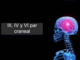 III, IV y VI par craneal III par craneal: Motor ocular común Tiene una función completamente motora, es uno de los nervios que.