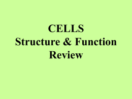 CELLS Structure & Function Review What is the function of the cell membrane? Controls what enters or leaves cell;  When DNA is spread out in.