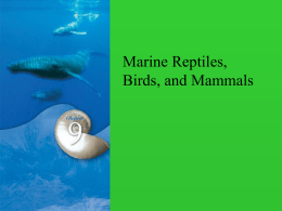Marine Reptiles, Birds, and Mammals We are near the end… evolutionarily that is.