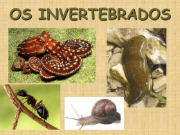 OS INVERTEBRADOS INVERTEBRADOS De acordo com a classificação biológica, o grupo dos invertebrados não existe, trata-se apenas de uma contraposição aos vertebrados, e.