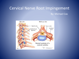 Cervical Nerve Root Impingement By: Michael Cox Overview • Anatomy of cervical spine and nerve roots • Reasons for impingement • Signs and symptoms associated.
