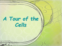 A Tour of the Cells Microscopy Microscopes • The discovery and early study of cells improved with the invention of microscopes in the 17th.