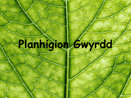 Planhigion Gwyrdd 4 Proses Bywyd Mudiant- tuag at olau Atgenhedlu- ffrwythau a hadau Maethiad- planhigion yn gwneud bwyd eu hunain Tyfiant- o eginblanhigion i blanhigion.