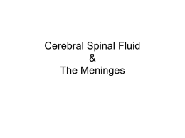 Cerebral Spinal Fluid & The Meninges Protection of the Brain The Skull Cranial Meninges Cerebrospinal Fluid Blood-Brain Barrier.