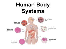 Human Body Systems Key Ideas of Homeostasis • How do the skeletal and muscular systems help the body maintain homeostasis? • How does the.