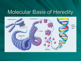 Molecular Basis of Heredity DNA Instructions are inherited (passed) from parent to offspring in the form of a genetic code known as genes DNA: