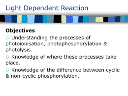 Light Dependent Reaction Objectives  Understanding the processes of photoionisation, photophosphorylation & photolysis.  Knowledge of where these processes take place.  Knowledge of the difference between.