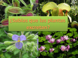 En los vegetales no existe una excreción propiamente dicha ya que no tienen estructuras especializadas para realizar esta función.