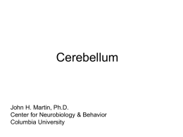 Cerebellum  John H. Martin, Ph.D. Center for Neurobiology & Behavior Columbia University Cerebellar Signs  Hypometria & Response delays  Ataxia  PNS Fig.