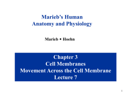 Marieb’s Human Anatomy and Physiology Marieb w Hoehn  Chapter 3 Cell Membranes Movement Across the Cell Membrane Lecture 7
