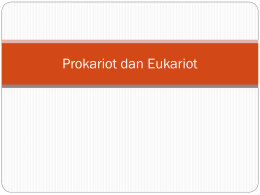 Prokariot dan Eukariot Klasifikasi sel Prokariot dan eukariot Sel  Prokariot   Eukariot.