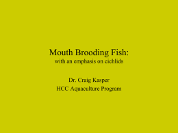Mouth Brooding Fish: with an emphasis on cichlids Dr. Craig Kasper HCC Aquaculture Program.