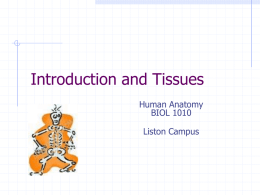 Introduction and Tissues Human Anatomy BIOL 1010 Liston Campus What is Anatomy? Anatomy (= morphology): study of body’s structure Physiology: study of body’s function  Structure reflects.