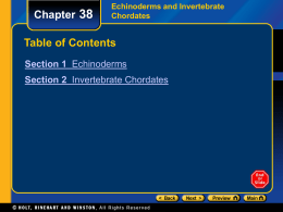 Chapter 38  Echinoderms and Invertebrate Chordates  Table of Contents Section 1 Echinoderms Section 2 Invertebrate Chordates.
