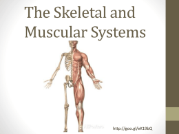 The Skeletal and Muscular Systems  http://goo.gl/eK19bQ The Skeletal and Muscular System • By working together, your muscular and skeletal systems allow you to do many.