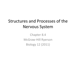 Structures and Processes of the Nervous System Chapter 8.4 McGraw-Hill Ryerson Biology 12 (2011)