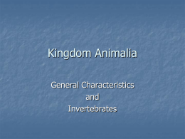 Kingdom Animalia General Characteristics and Invertebrates What is an animal       Multi-cellular, eukaryotes, heterotrophic organisms whose cells do not have cell walls Animals can have no symmetry,