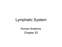 Lymphatic System Human Anatomy Chapter 20 •I. The lymphatic system- This system involves a set of vessels that transports tissue fluid back into the blood.