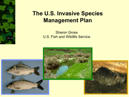 The U.S. Invasive Species Management Plan Sharon Gross U.S. Fish and Wildlife Service.