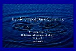 Hybrid Striped Bass: Spawning Dr. Craig Kasper Hillsborough Community College FAS 1012 Aquaculture General Production  • Intensive & Extensive • Enhancing Phase-I Fish • Ensuring Quality Products.