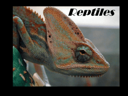 Reptiles 310 million years ago… reptiles were the first vertebrates to make the complete transition to life on land • an increase in competition for food and space.