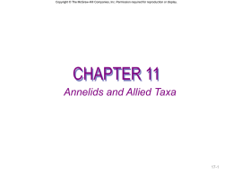 Copyright © The McGraw-Hill Companies, Inc. Permission required for reproduction or display.  CHAPTER 11 Annelids and Allied Taxa  17-1