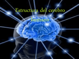 Estructura del cerebro humano El cerebro Antes de ver las estructuras del cerebro debemos saber claramente qué es y para que sirve dicho órgano. El.