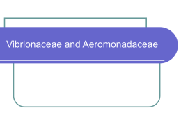 Vibrionaceae and Aeromonadaceae Vibrionaceae and Aeromonadaceae   Classification – contain three medically important genera Vibrio  Aeromomas  Pleisiomonas  All members of these families are oxidase.