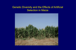 Genetic Diversity and the Effects of Artificial Selection in Maize Maize Diversity Project Team.