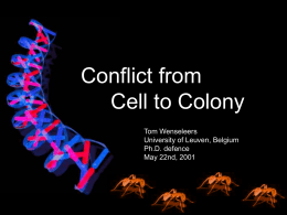 Conflict from Cell to Colony Tom Wenseleers University of Leuven, Belgium Ph.D. defence May 22nd, 2001