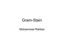 Gram-Stain Mohammad Rahbar PRINCIPLE: •  The Gram’s stain is used to classify bacteria on the basis of their forms, sizes, cellular morphologies, and gram reaction.