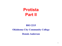Protista Part II BIO 2215 Oklahoma City Community College  Dennis Anderson Phylum Euglenozoa • Leishmania • Leishmaniasis • 12 million people.