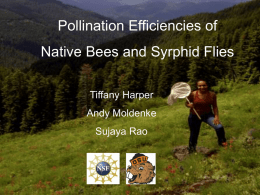 Pollination Efficiencies of Native Bees and Syrphid Flies Tiffany Harper Andy Moldenke Sujaya Rao.